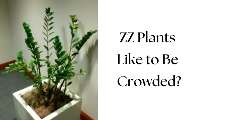 Do ZZ Plants Like to Be Crowded