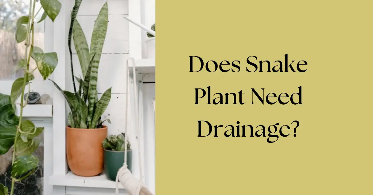 Does Snake Plant Need Drainage? The Secret to Healthy Roots