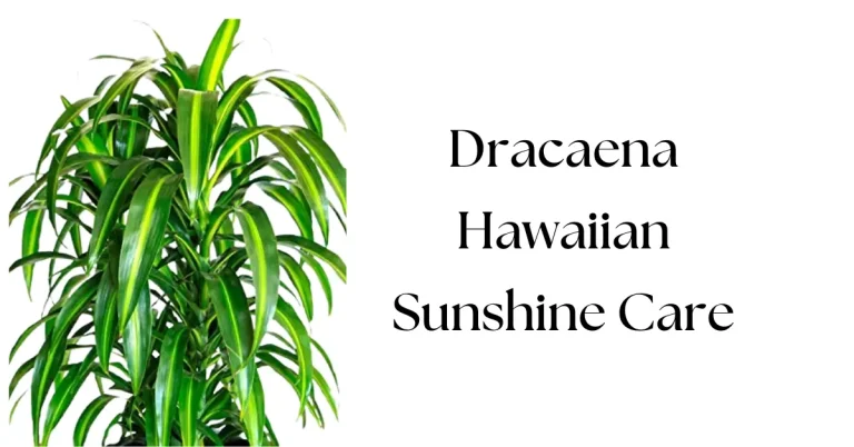 Dracaena Hawaiian Sunshine Plant Care: The Ultimate Beginner's Guide