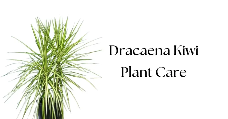 The Ultimate Guide to Dracaena Kiwi Plant Care