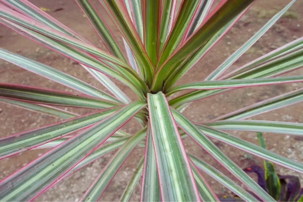 Dracaena marginata (Madagascar Dragon Tree)
