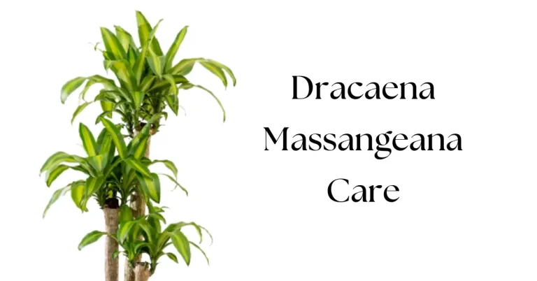 The Ultimate Guide to Dracaena Massangeana Care