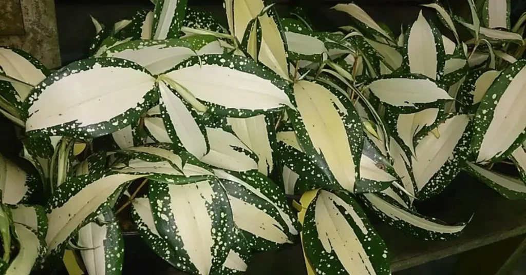 A vibrant Dracaena Surculosa 'Milky Way' with striking green and white speckled foliage.