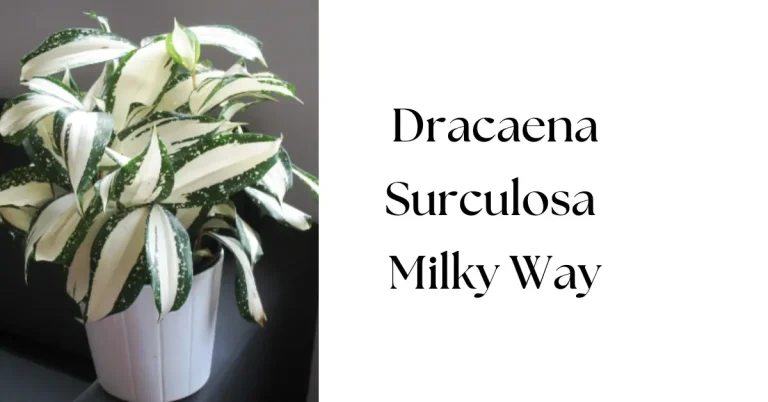 Dracaena Surculosa Milky Way: The Ultimate Care Guide