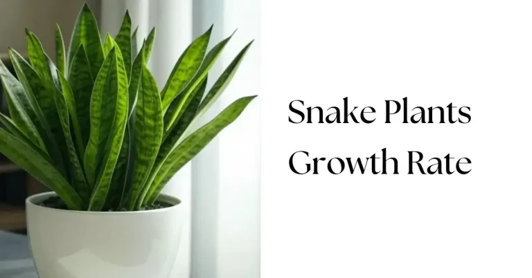 How Fast Do Snake Plants Grow