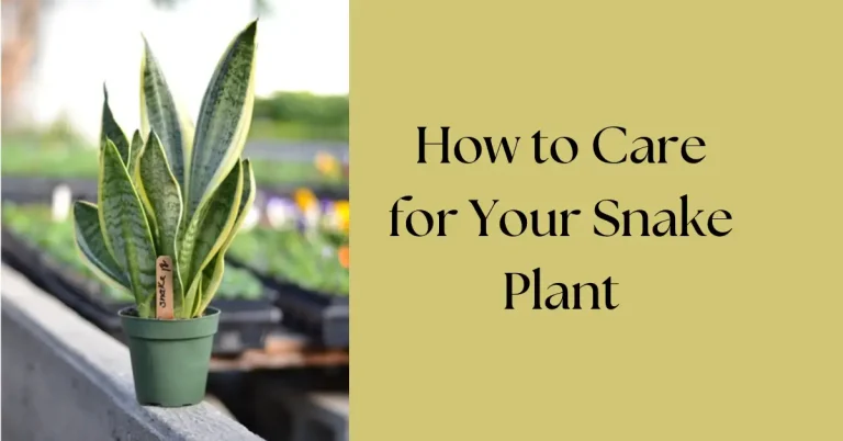How to Care for Snake Plant: The Easiest Way to Thrive