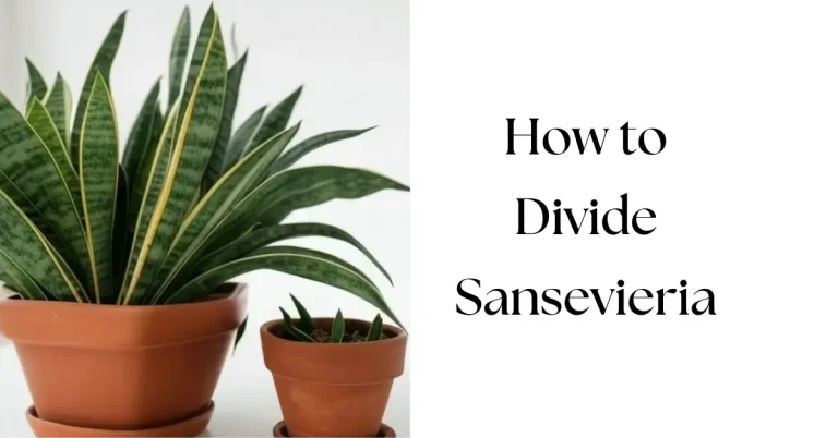 How to Divide Sansevieria (Snake Plant)
