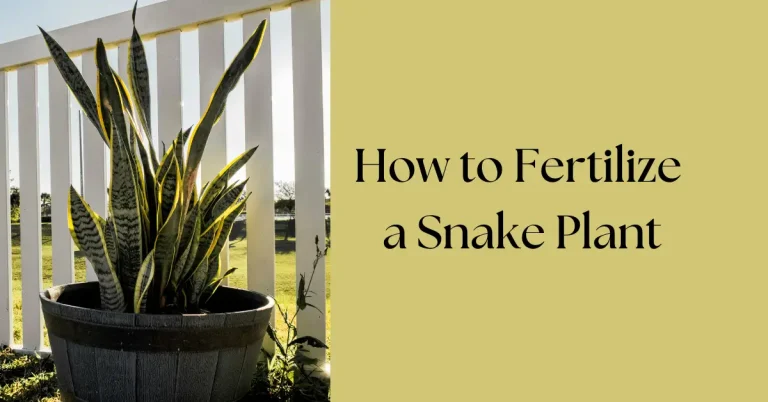 How to Fertilize a Snake Plant (Sansevieria)
