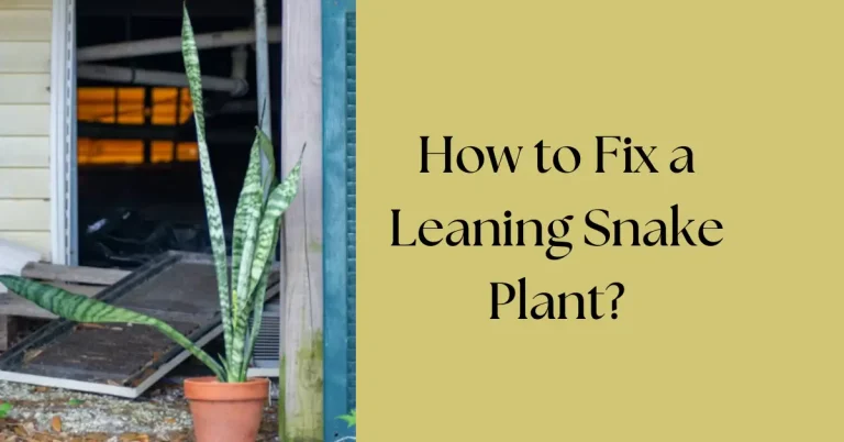 How to Fix a Leaning Snake Plant