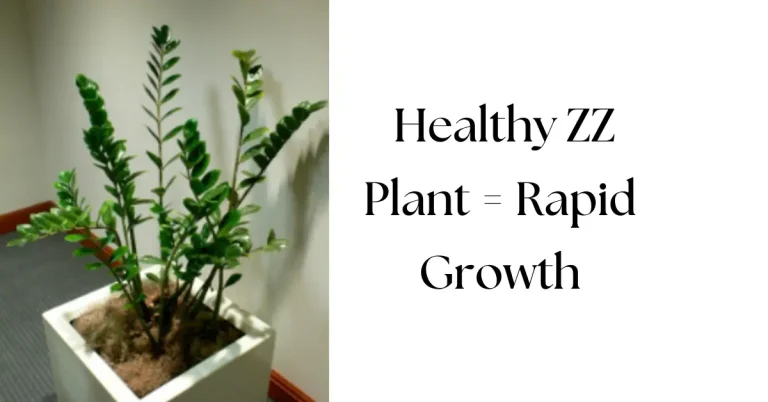 How to Make Your ZZ Plant Grow Faster: Expert Guide