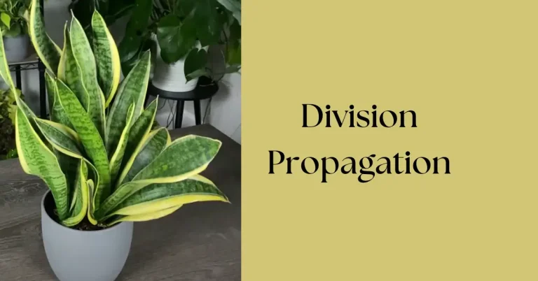 How to Propagate Snake Plant by Division
