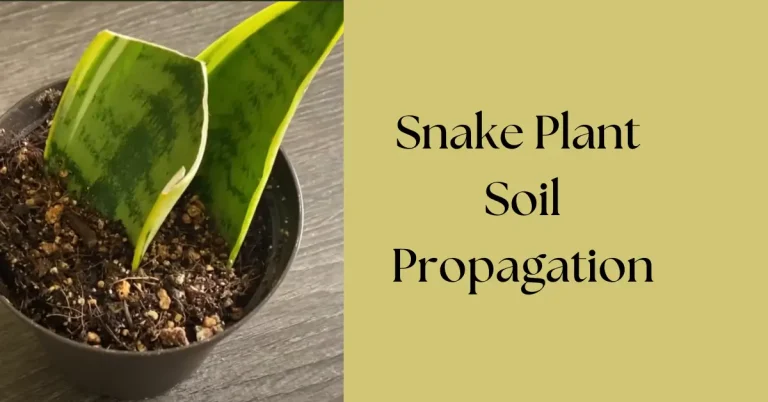 How to Propagate Snake Plant in Soil: Step-by-Step Guide