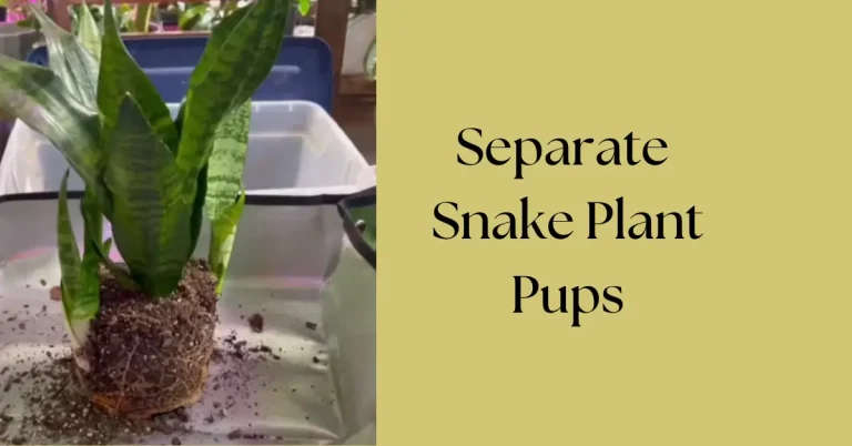 How to Separate Snake Plant Pups: A Step-by-Step Guide for Easy Propagation