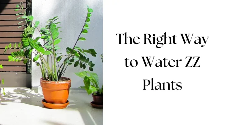 How to Water a ZZ Plant: A Complete Guide for Healthy Growth