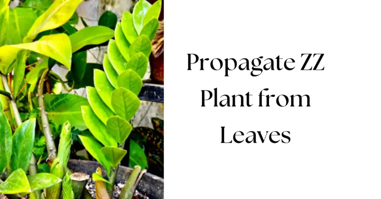 How to Propagate ZZ Plant from Leaves: A Step-by-Step Guide