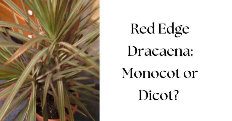 Is a Red Edge Dracaena a Monocot or Dicot