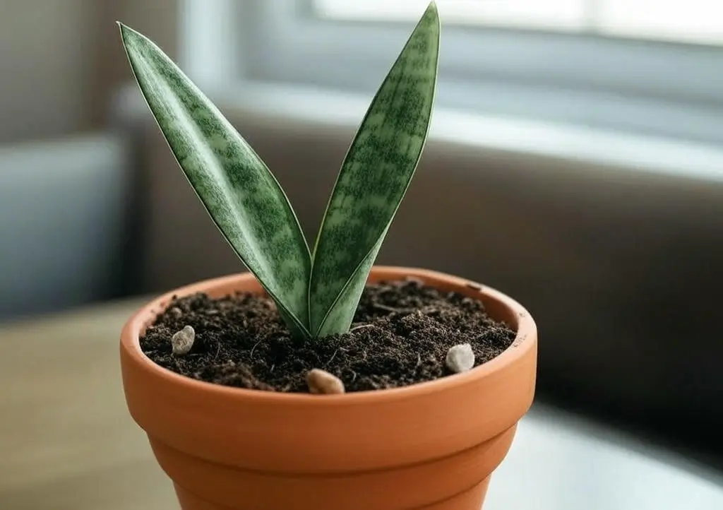 Freshly potted Sansevieria snake plant division in terracotta pot with cactus soil.