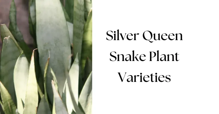 Silver Queen Snake Plant Varieties