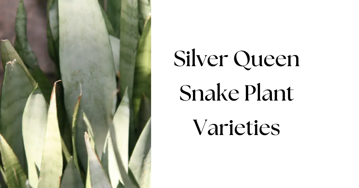Silver Python Plant Top Silver Queen Snake Plant Varieties You Should Know