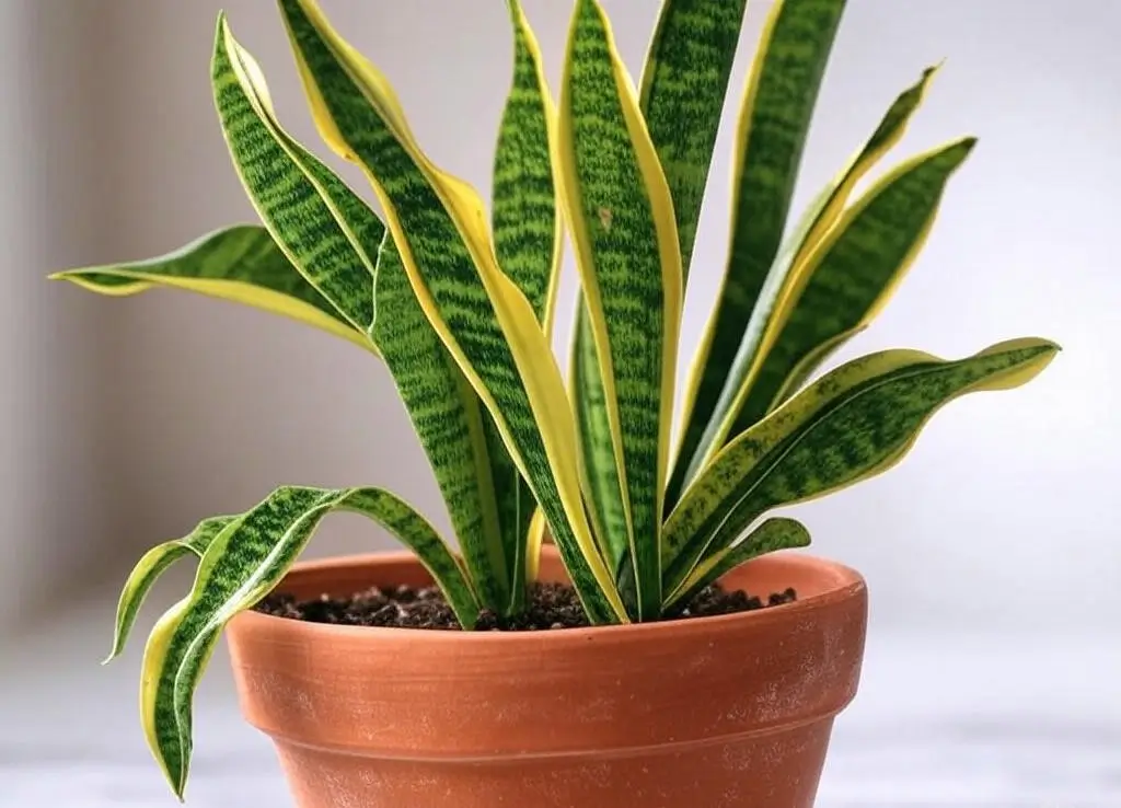 Snake plant cold stress symptoms with wilting, yellowing, and mushy leaves on Sansevieria trifasciata.