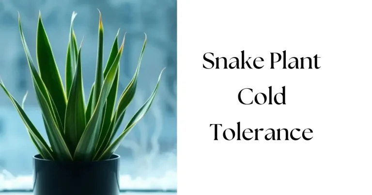 Snake Plant Cold Tolerance: How to Protect & Care for Your Snake Plant in Cold Weather