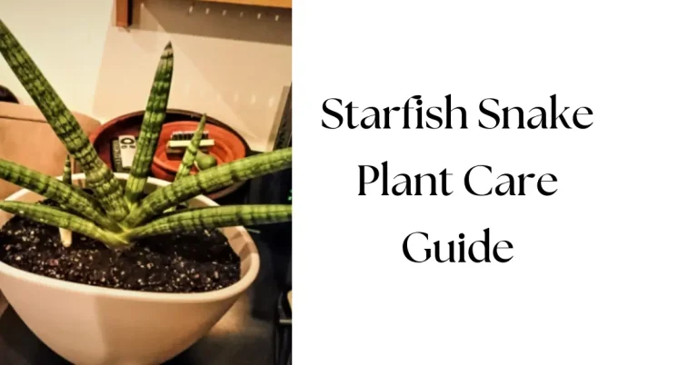 Starfish Snake Plant Care: Ultimate Guide for Healthy Growth