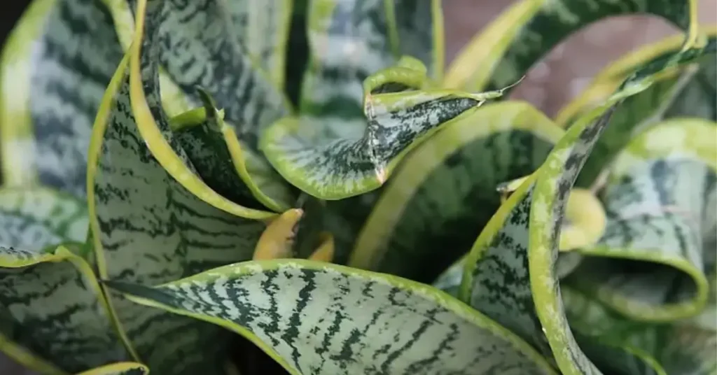 Close-up of Twisted Sister Snake Plant (Sansevieria trifasciata 'Twisted Sister') with curly leaves.