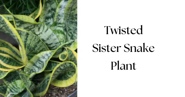 The Ultimate Guide to Twisted Sister Snake Plant Care