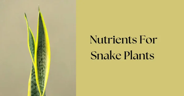 What Nutrients Do Snake Plants Need