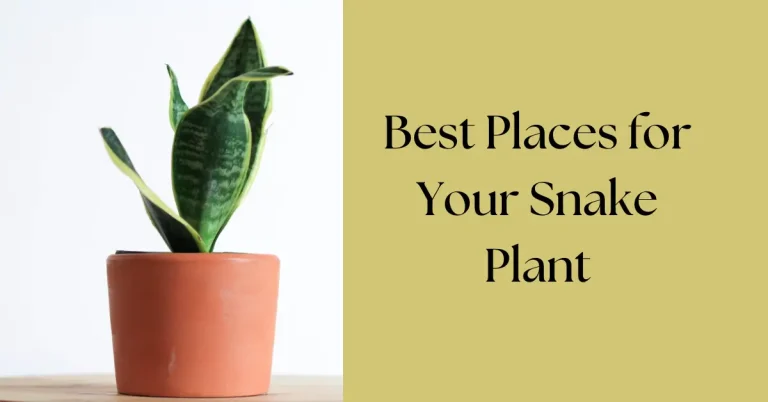 Where to Place Your Snake Plant in Your Home