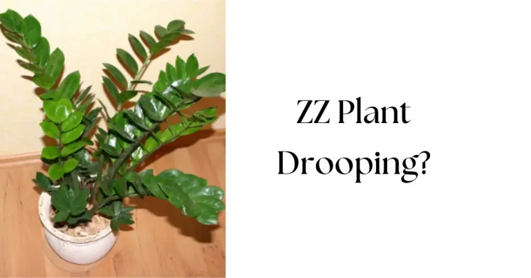 Why Is My ZZ Plant Drooping: Causes, Fixes, and Prevention