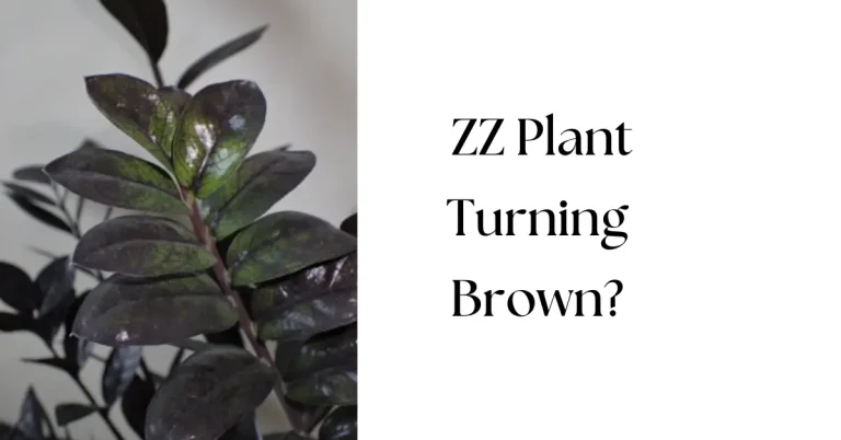 Why Is My ZZ Plant Turning Brown