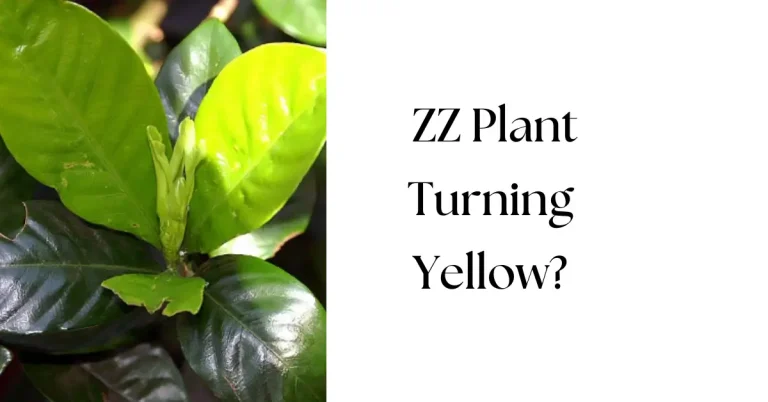 Why Is My ZZ Plant Turning Yellow