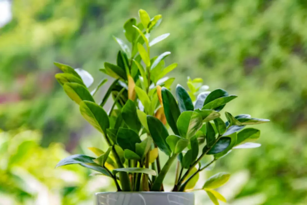 Proper Watering for ZZ Plant (Zamioculcas zamiifolia)