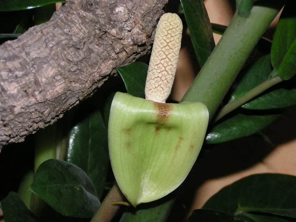 ZZ plants (Zamioculcas zamiifolia) flower