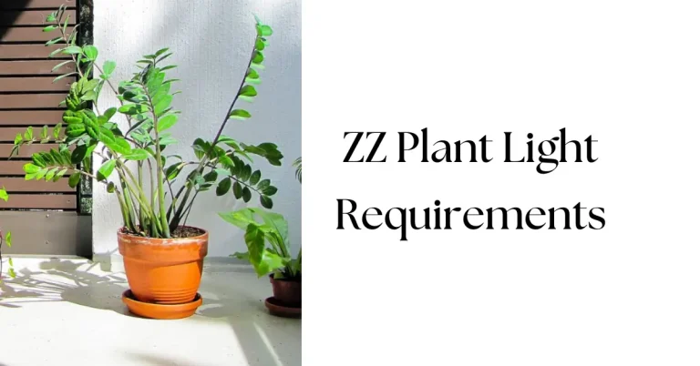 The Ultimate Guide to ZZ Plant Light Requirements