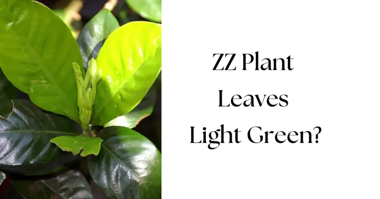 Why Are ZZ Plant Leaves Turning Light Green? Causes & Easy Fixes