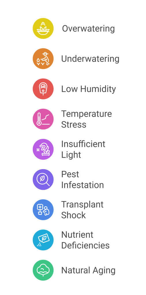 Infographic illustrating common causes of Dracaena leaf drop, including overwatering, underwatering, pests, and temperature stress.