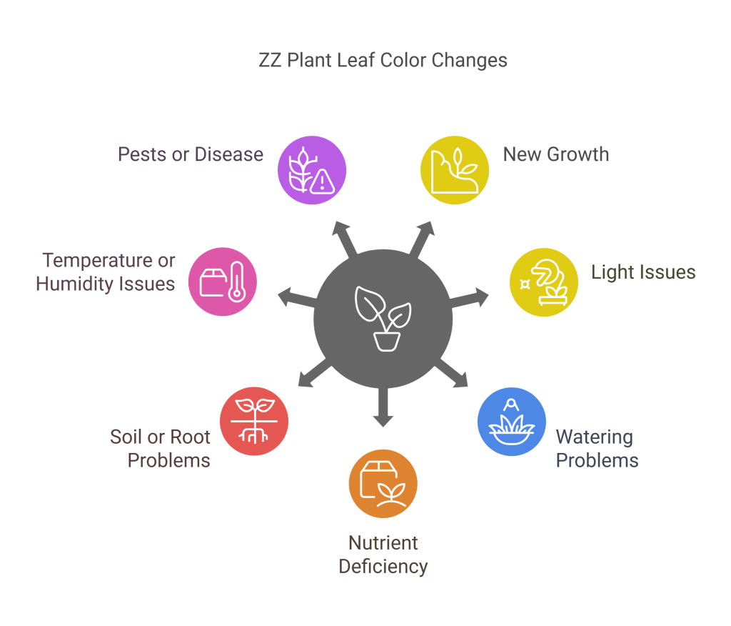 Infographic: Common Causes of Light Green ZZ Plant Leaves.