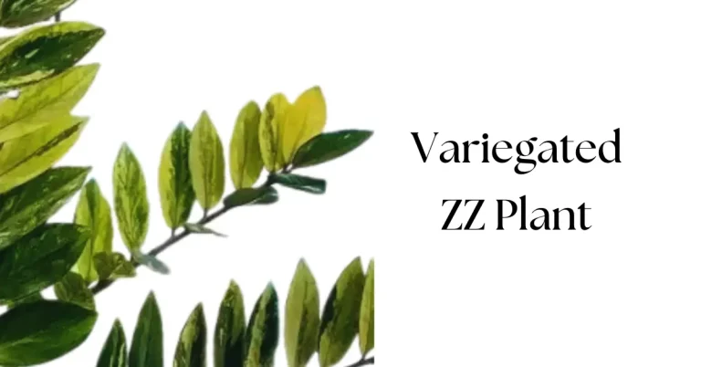Variegated ZZ Plant: Care, Propagation & Buying Guide