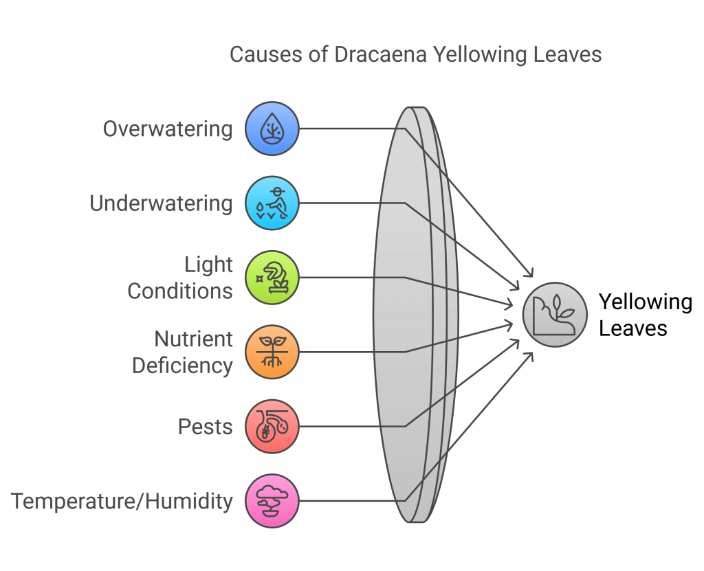 Infographic illustrating the common causes of Dracaena leaves turning yellow, including watering issues, lighting, and pests.