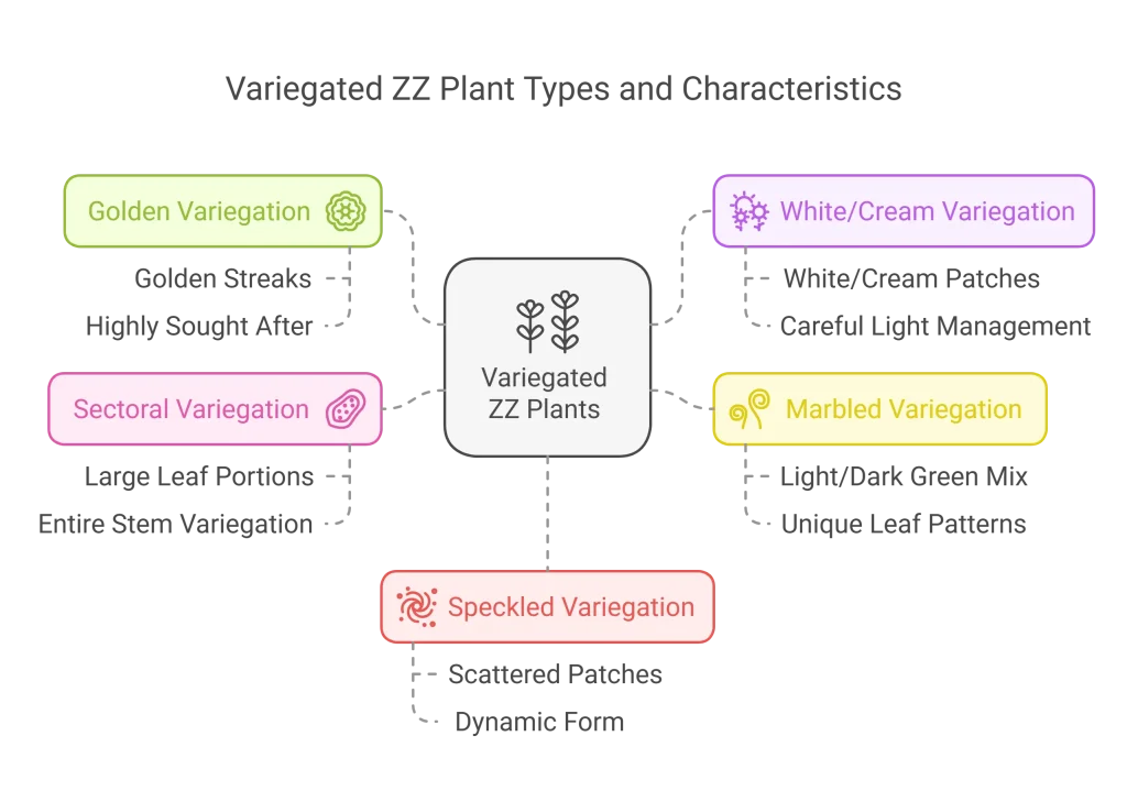 Infographic showing different types and characteristics of variegated ZZ plants.