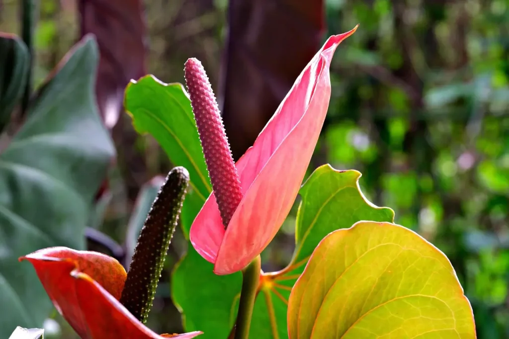 A blooming anthurium plant.