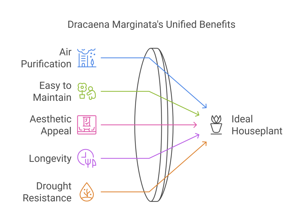 Infographic highlighting the key benefits of Dracaena Marginata, including air purification, low maintenance, and aesthetic appeal.