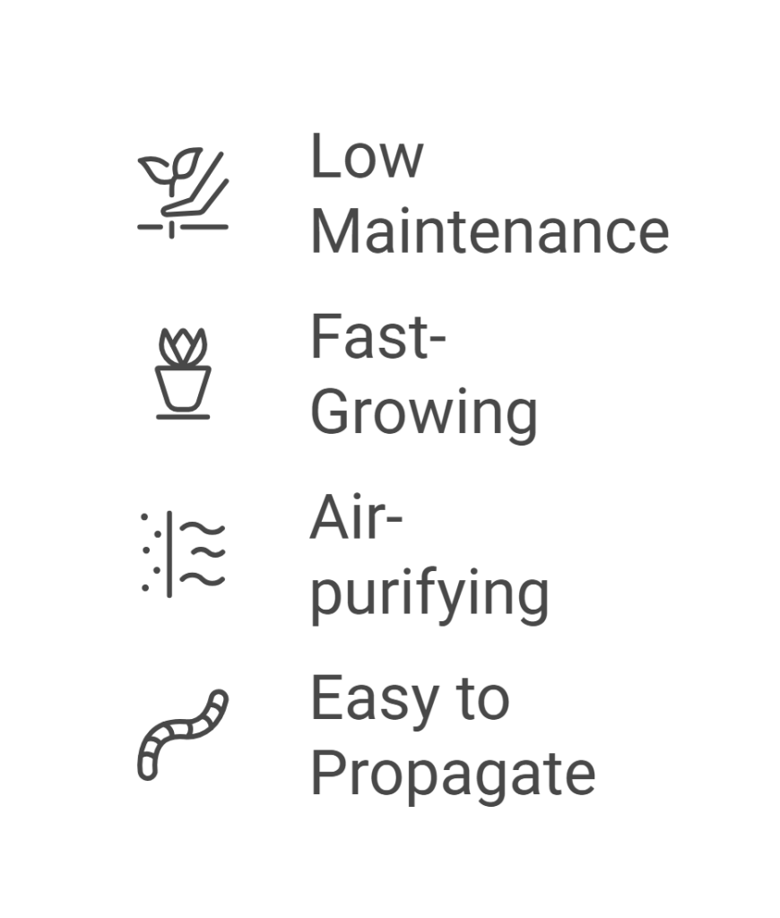 Infographic showing the benefits of the Wandering Jew plant.