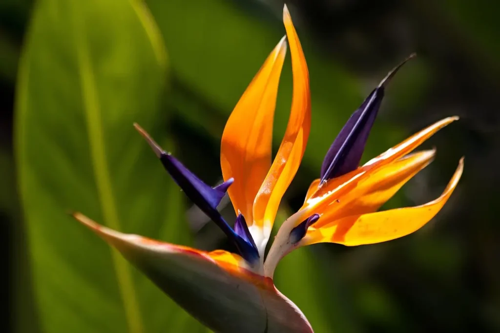 Bird of Paradise (Strelitzia reginae): a bold tropical flower.