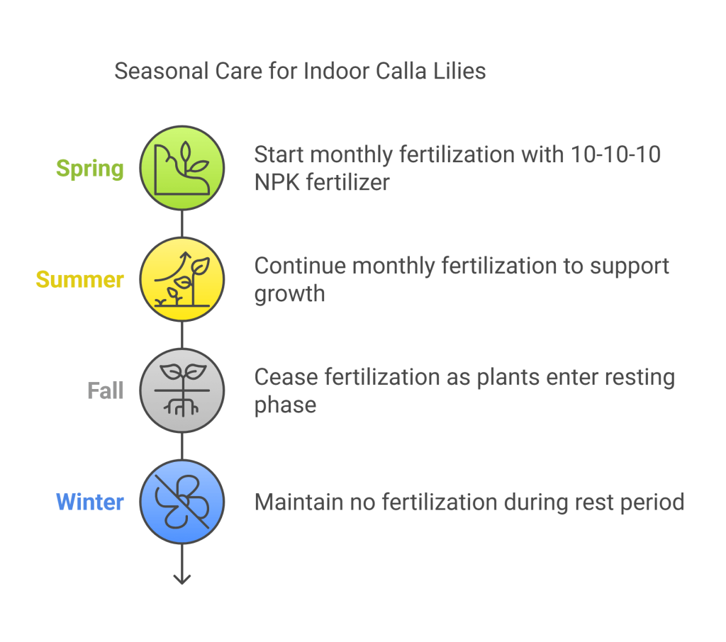 Infographic showing when and how often to fertilize Calla Lily plants seasonally.