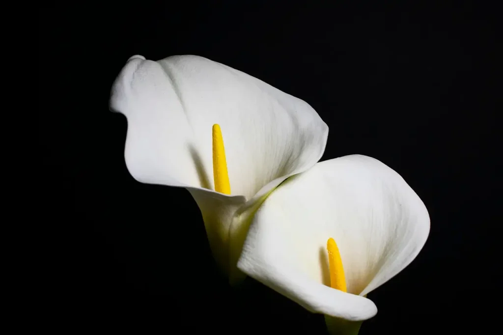 Calla lilies (Zantedeschia).