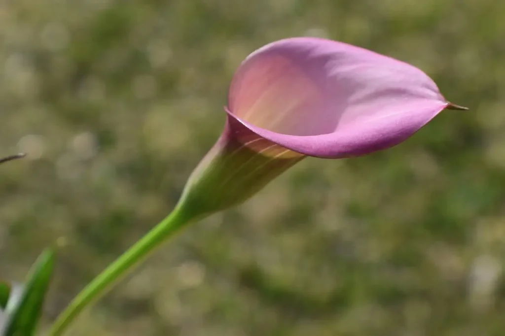 Indoor calla lilies thriving in bright, indirect light.