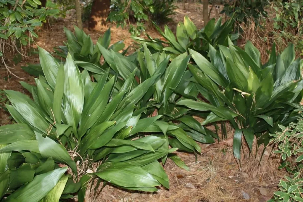 Cast Iron Plant (Aspidistra elatior).